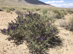 Psorothamnus arborescens minutifolius