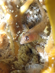 Notoclinops yaldwyni