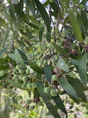 Notelaea microcarpa