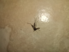 Aedes aegypti