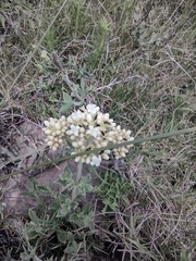 Galianthe centranthoides