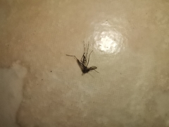 Aedes aegypti
