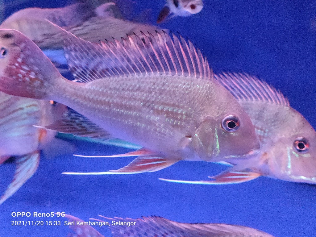 Eartheater Cichlid