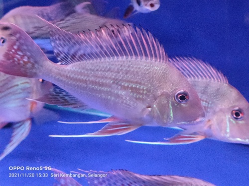 Threadfin Eartheater (Geophagus altifrons) · iNaturalist Canada