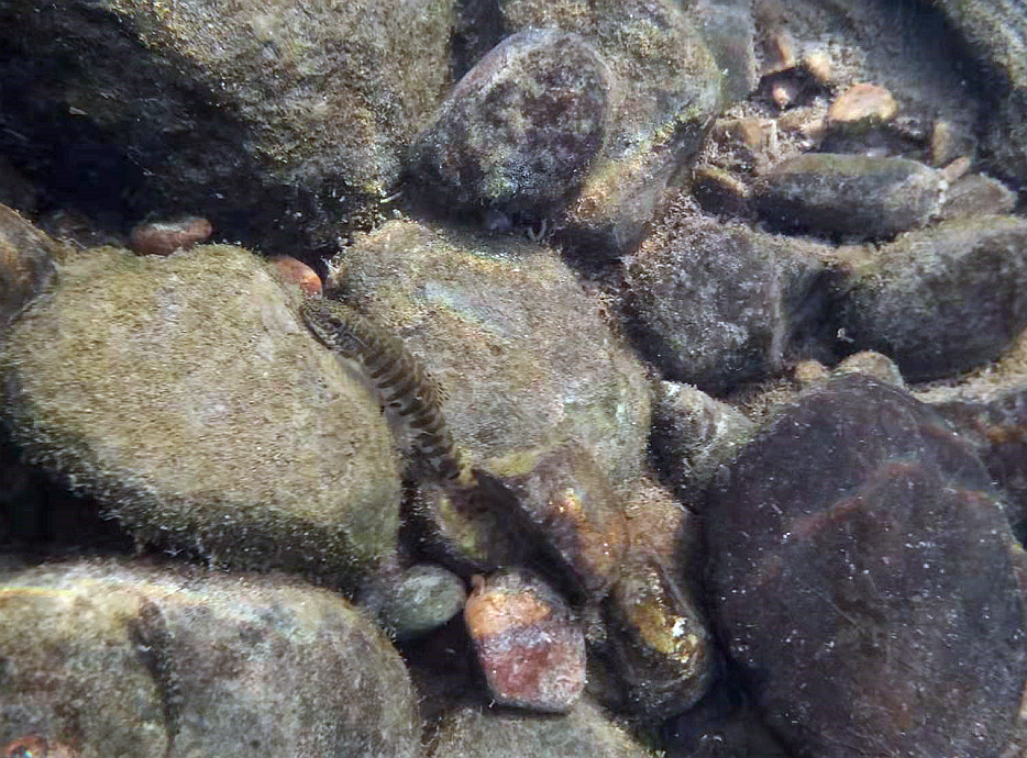 Erromyzon damingshanensis