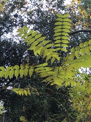 Ailanthus altissima
