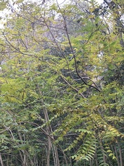 Ailanthus altissima