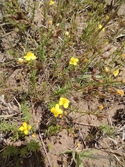 Scoparia montevidensis