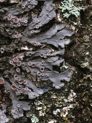 Physma byrsaeum