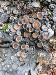 Physma byrsaeum