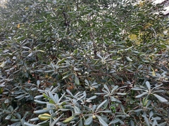 Pittosporum tobira