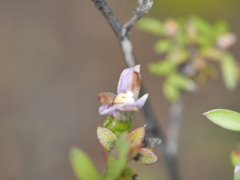 Thelymitra colensoi