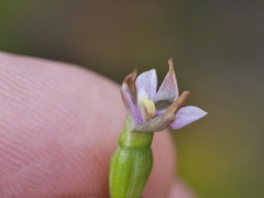Thelymitra colensoi