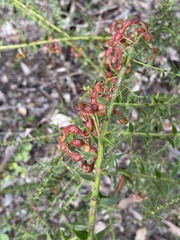 Acacia amblygona