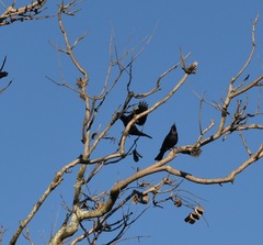 Molothrus bonariensis