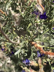 Psorothamnus arborescens minutifolius