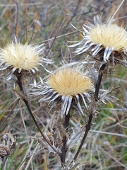 Carlina acaulis