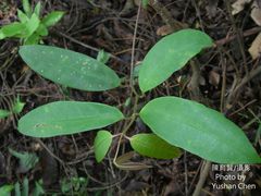 Anodendron benthamianum