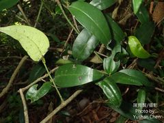 Anodendron benthamianum