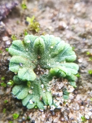 Riccia glauca