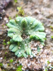 Riccia glauca