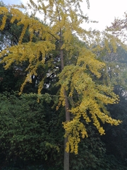 Ginkgo biloba