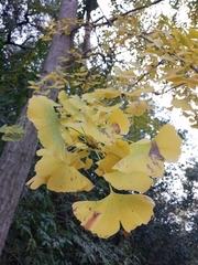 Ginkgo biloba