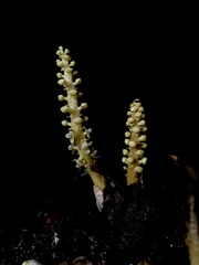 Balanophora latisepala