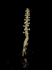 Balanophora latisepala
