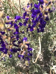 Psorothamnus arborescens minutifolius