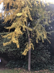 Ginkgo biloba