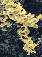 Ginkgo biloba