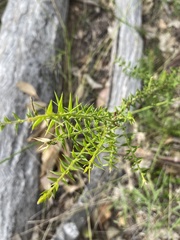 Acacia amblygona