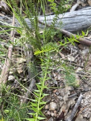 Acacia amblygona