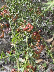 Acacia amblygona