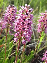 Erica spiculifolia