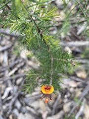 Dillwynia sieberi