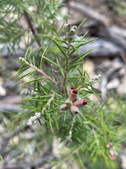 Dillwynia sieberi
