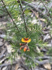 Dillwynia sieberi