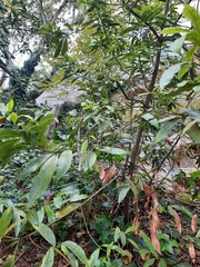 Ligustrum lucidum