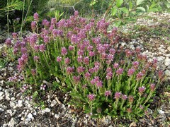 Erica spiculifolia