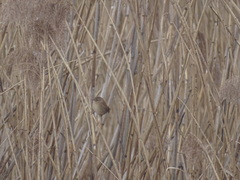 Troglodytes troglodytes