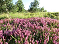 Erica spiculifolia