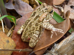 Sclerophrys gutturalis