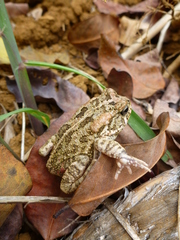 Sclerophrys gutturalis