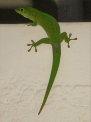 Phelsuma grandis