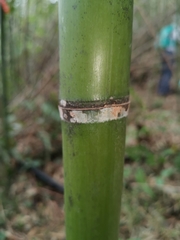 Phyllostachys makinoi