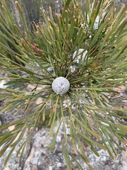 Isopogon dawsonii