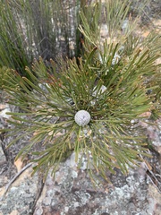 Isopogon dawsonii
