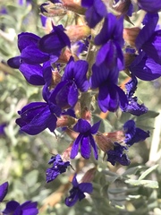 Psorothamnus arborescens minutifolius